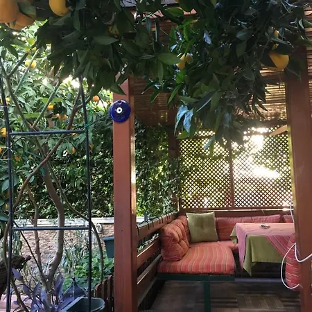 Orange Garden Проживание в семье *